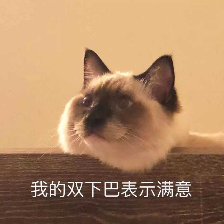 有哪些搞笑的猫咪表情包?