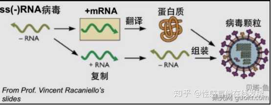 一家人就要整整齐齐.  要说致病原理就得谈一下它的结构.上图