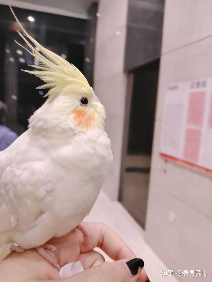 家里养小鸟是种怎样的体验