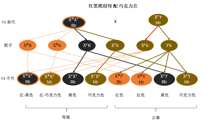 后代中的变化在不同性别中的小猫具有不同的表现,被称为【伴性遗传】