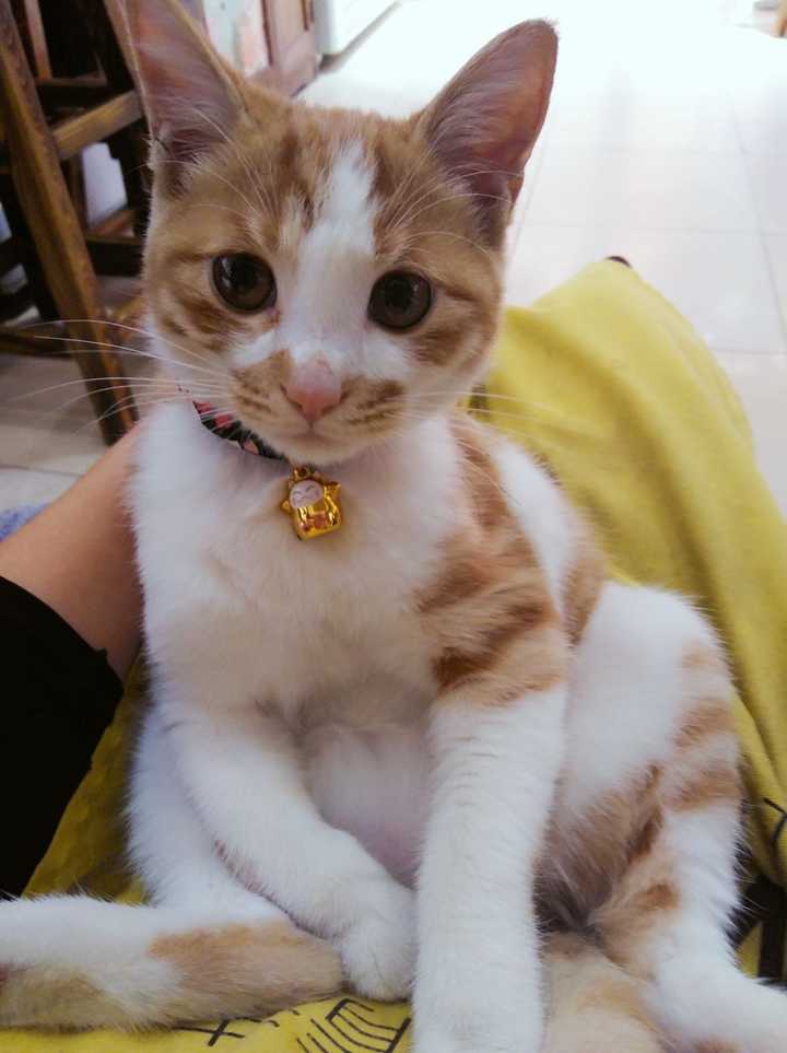 为什么有的人不养中国小花猫?