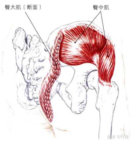 臀中肌臀小肌对于腰腿痛有什么意义?