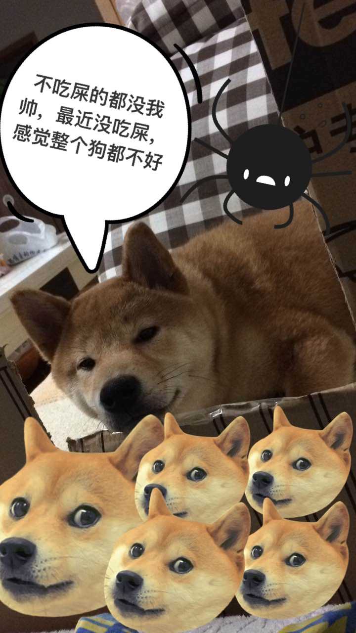 柴犬有哪些魔性?