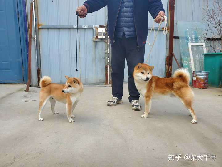 怎么区分柴犬和豆柴呢