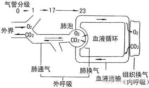 空气进出肺部的运动 2,肺扩散,氧和二氧化碳在肺部和血液之间的交换