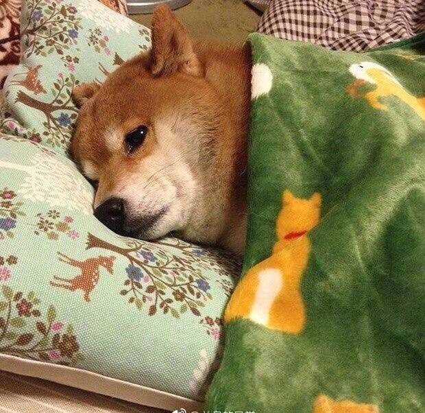 单身狗必备款头像