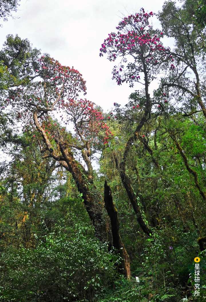 为什么说中国西南山地是一个重要的全球生物多样性热点地区?