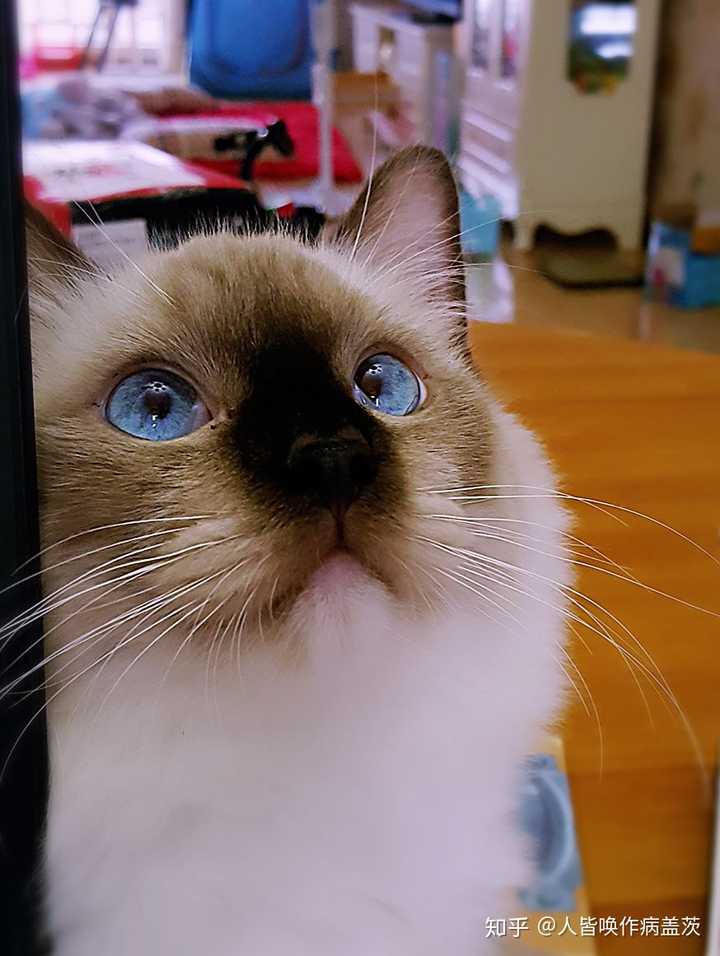 养一只很丑(无血统)的布偶猫是种什么样的体验?