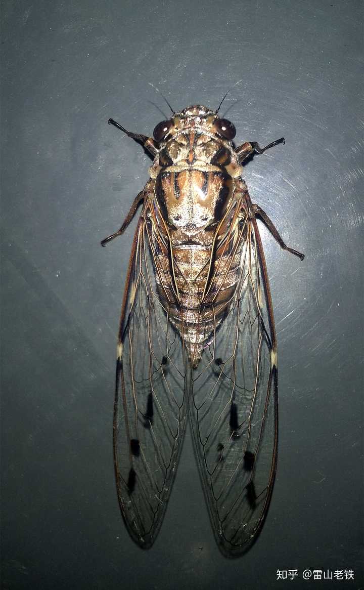 纹翅暮蝉