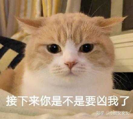 有什么甜甜的猫咪表情包可以分享?