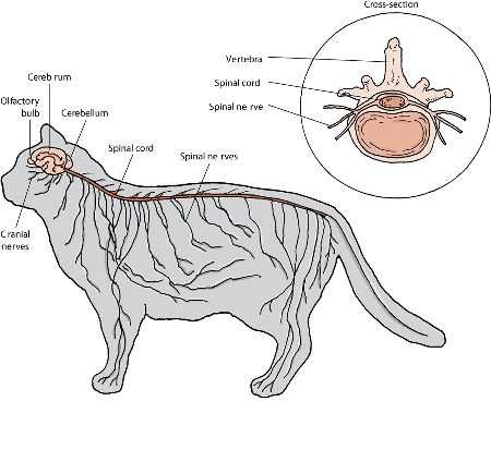 猫能否控制好自己的尾巴?