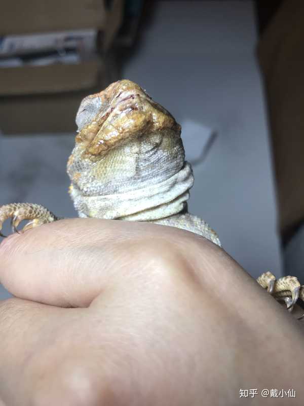 我家王者蜥蜴,两个月前蜕皮时,嘴部跟下颚出现增生,很久没有进食了?