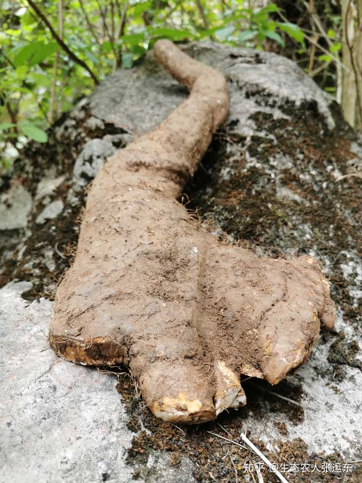 野生山药3月可以挖吗?