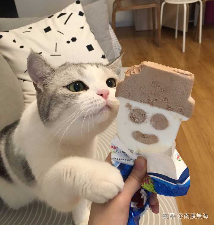有哪些好看的猫咪壁纸或头像?