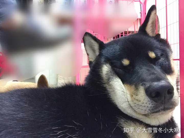 购买柴犬如何防骗?怎么样识别黑心犬舍?