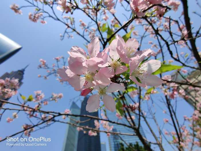 比如树上的花.