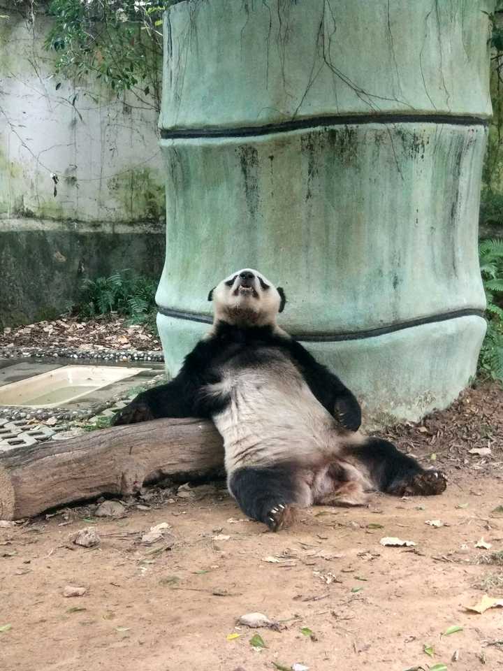 为什么大家(特别是外国人)觉得大熊猫可爱?