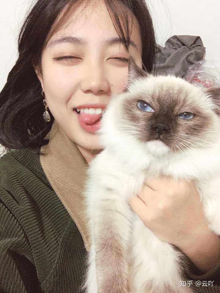 布偶猫重点色受欢迎吗?