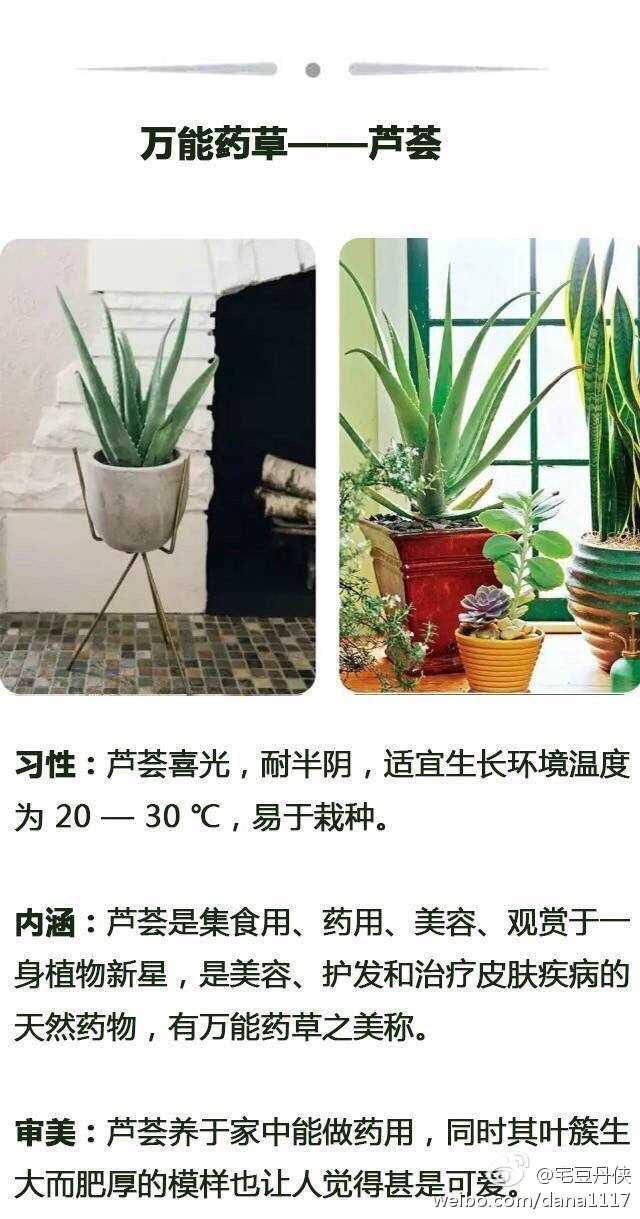 ps:其他的多肉植物与仙人掌其实没差,在选择的时候主要看喜欢了~ 芦荟