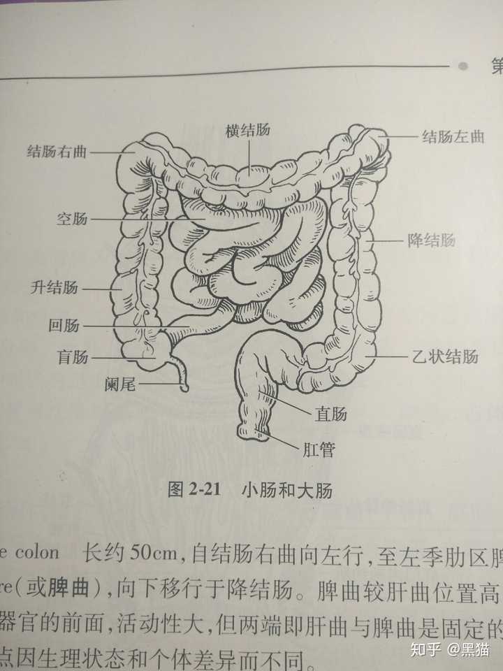 直肠上面是乙状结肠,才开始扭啊扭,看这个模式图