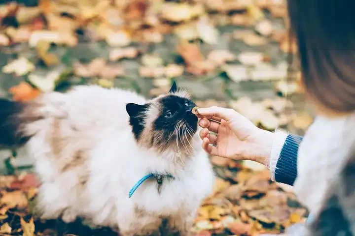 注意:要给有需要的猫使用米氮平和盐酸赛庚啶,一定要获取主治医师