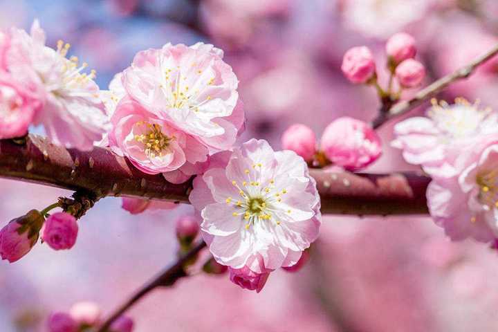 有哪些写杏花的诗词?