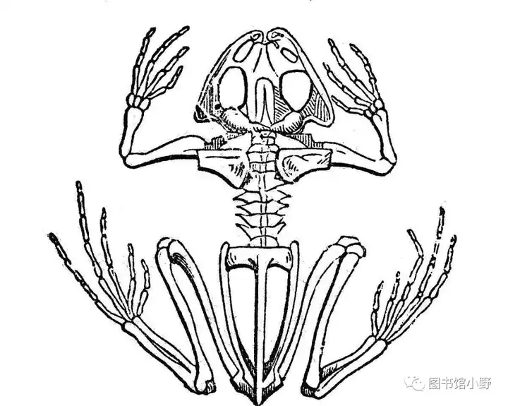 你们全都在养蛙你们了解青蛙吗你家崽到底是青蛙还是蟾蜍