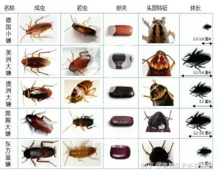 蟑螂卵多大?