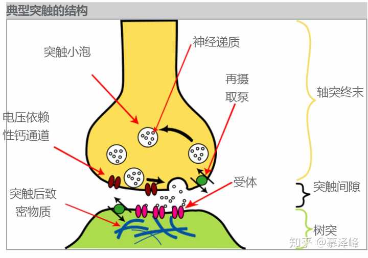 神经是如何控制肌肉运动的?