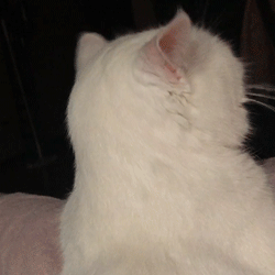 有什么特别可爱猫猫的动态图或表情包吗?