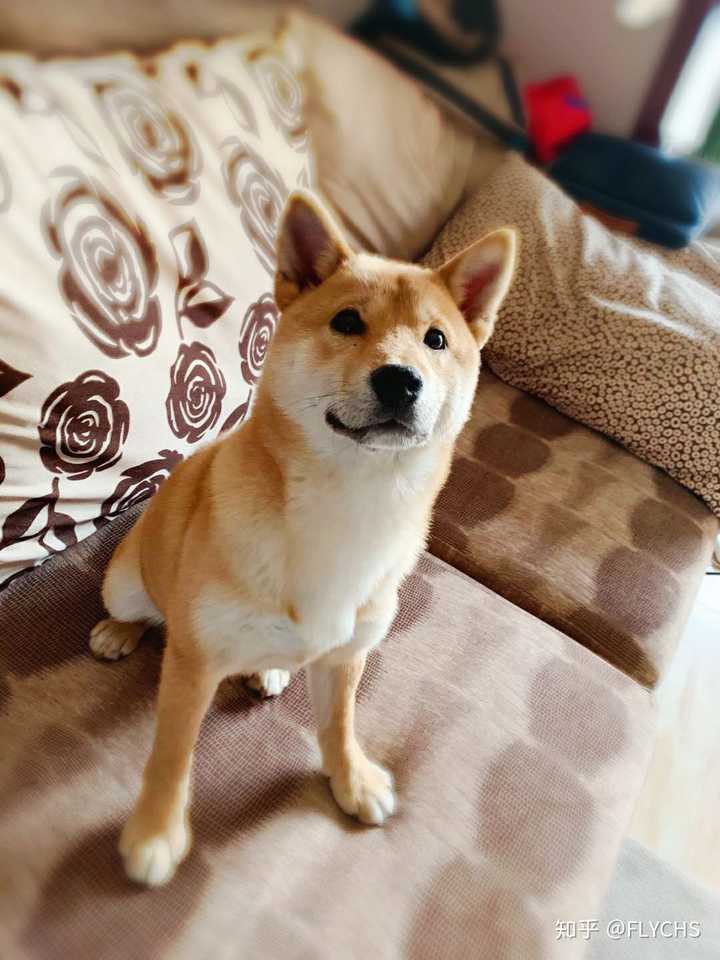 可以给我看看你家的柴犬吗?