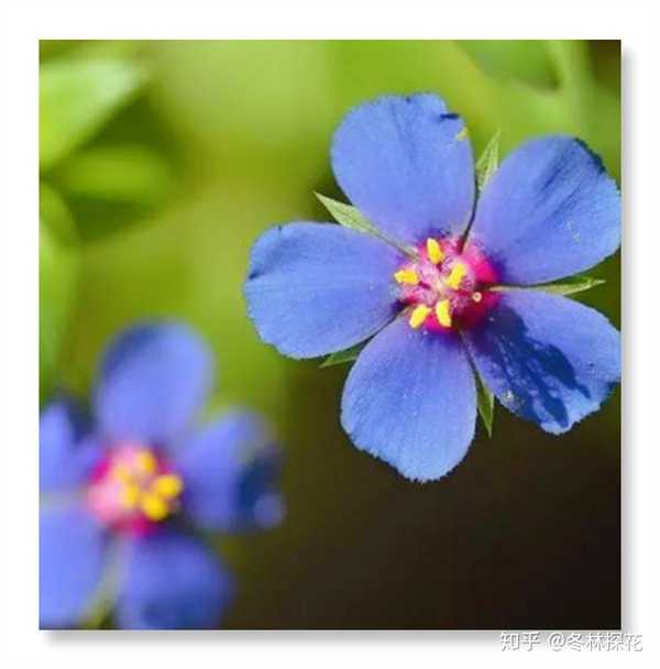鲜花日历 的想法: 蓝繁缕开花,开出的花朵有五瓣蓝色