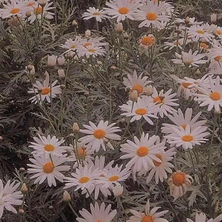 有没有类似这样的拿着花的头像?