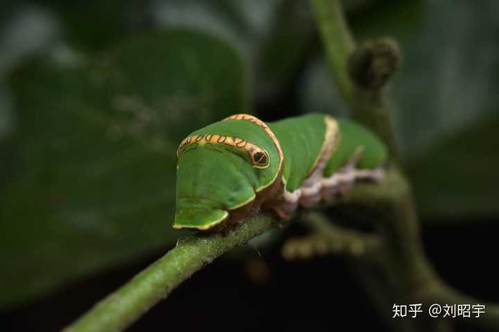 柑橘凤蝶  或  玉带凤蝶幼虫,临近蛹期,或是临近冻死