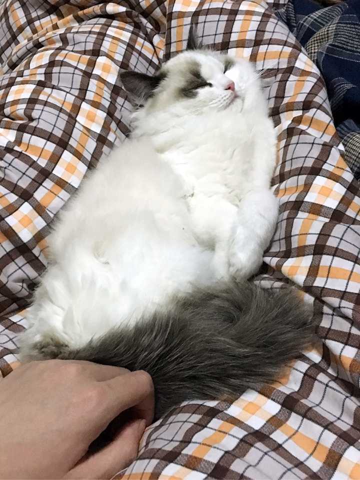养布偶猫是种怎样的体验?