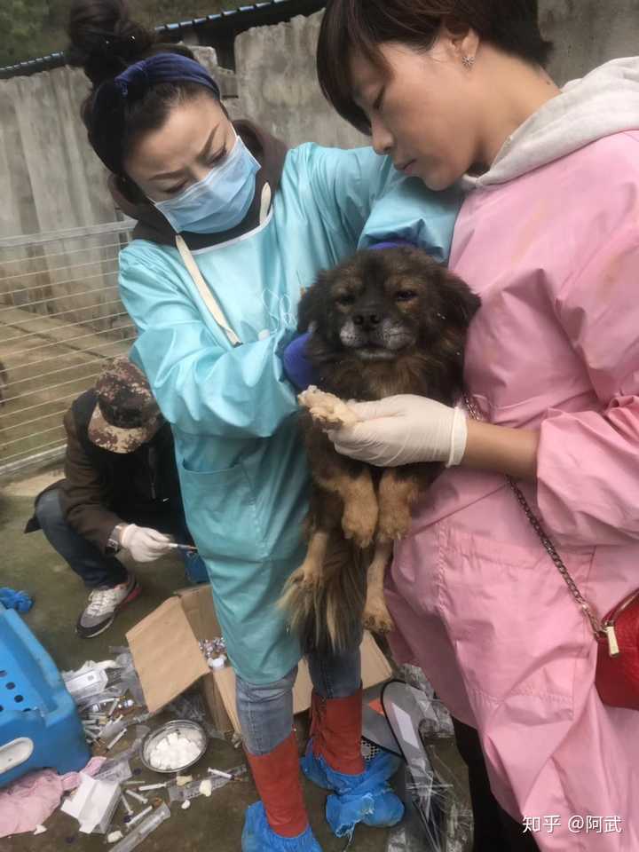 如何开一个流浪狗收养中心?