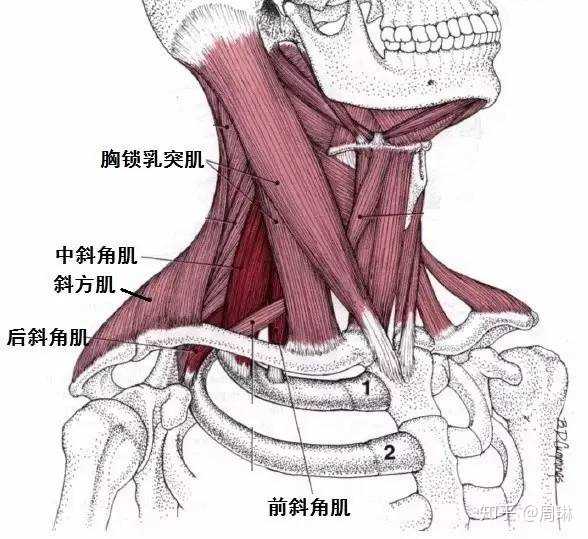 从题主发达紧张的胸锁乳突肌,和颈部的折痕,可以判断你的你的低头,探