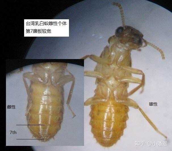 想知道婚飞的白蚁如何分公母?