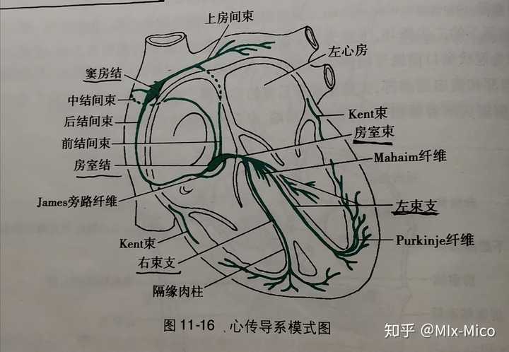 一,心传导系(一 窦房结 1 窦房结是心的正常起搏点 2.