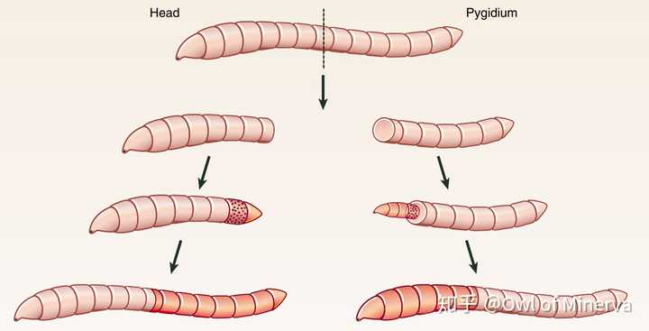 蚯蚓身体结构复生