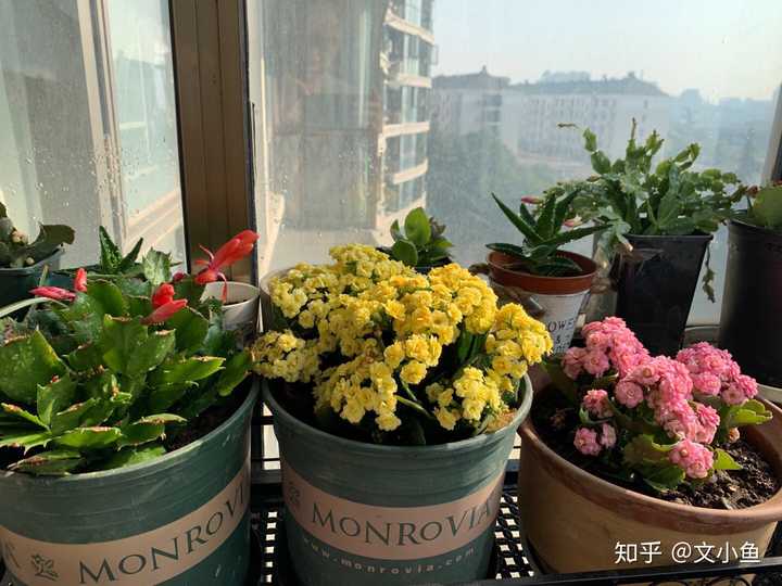 冬天,会开花的植物有哪些?