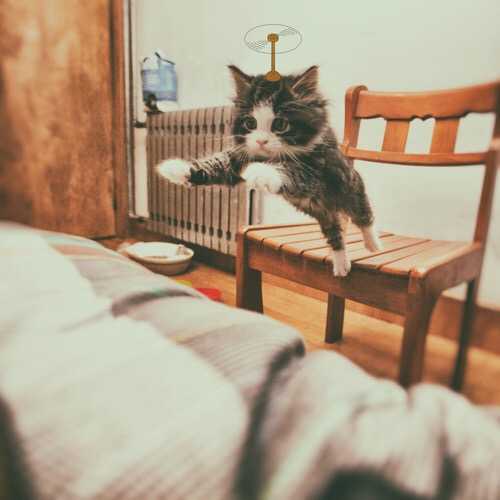 有哪些好看的猫咪壁纸或头像?