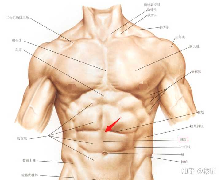 背部的这条线不像腹部的那条线,人家才是有名有姓的,叫白线.