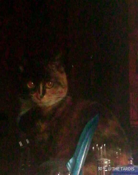 晚上可爱的猫猫都显得有一点恐怖