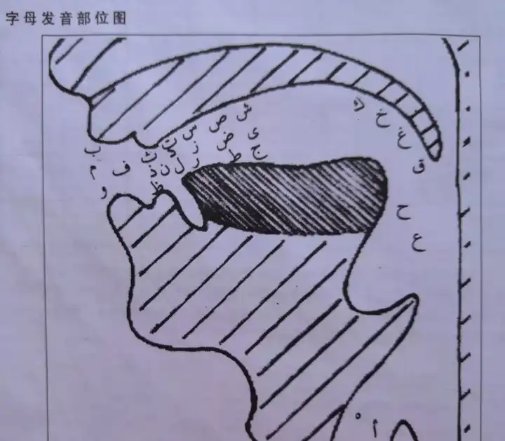 而刚学会阿拉伯语字母的我常常向朋友吐槽阿语字母的难听.