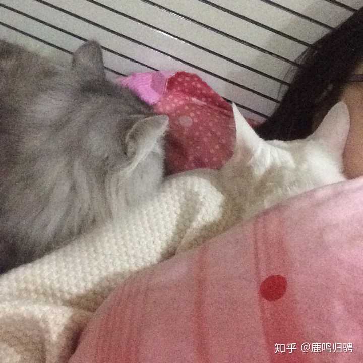 (夏天的照片 偏题了哈哈哈哈哈) 更讨厌(假的)的是晚上睡觉 它要躺