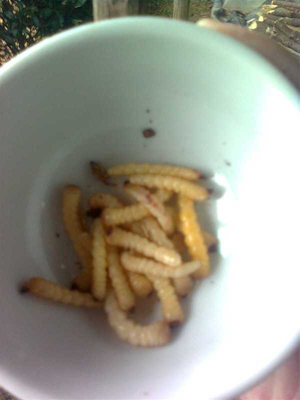 你吃过的最奇葩的食物是什么?
