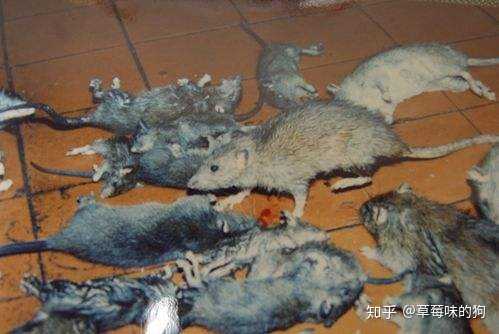 为什么大多数人会觉得老鼠可怕,而觉得仓鼠松鼠土拨鼠
