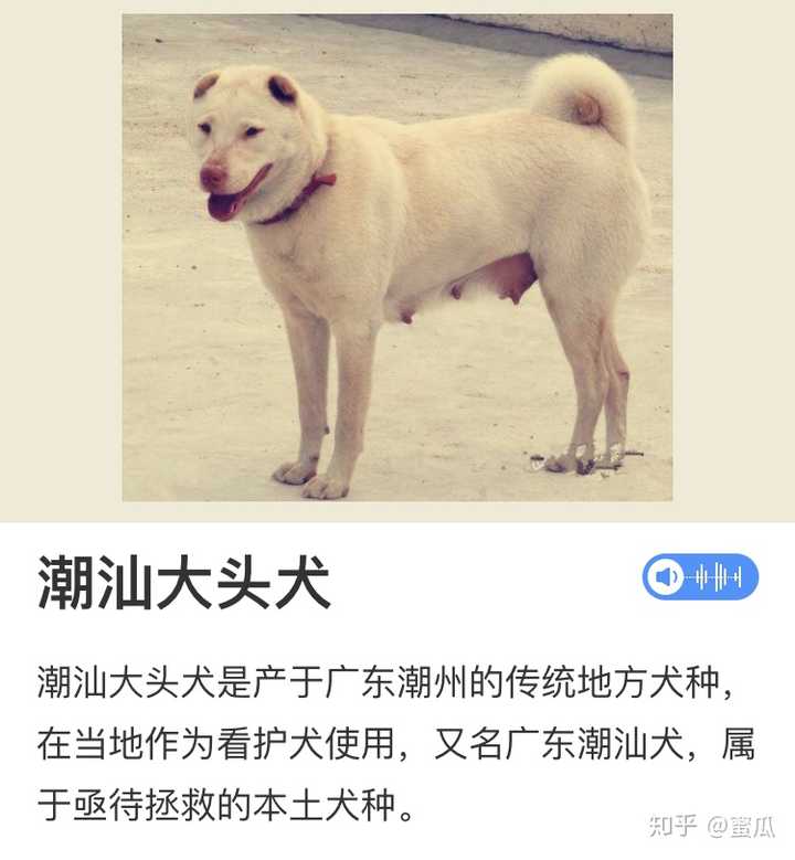 这个有点像潮州大头犬,这样