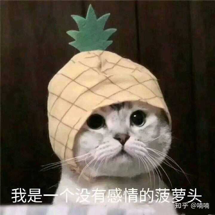 有哪些一见就笑得猫猫表情包?